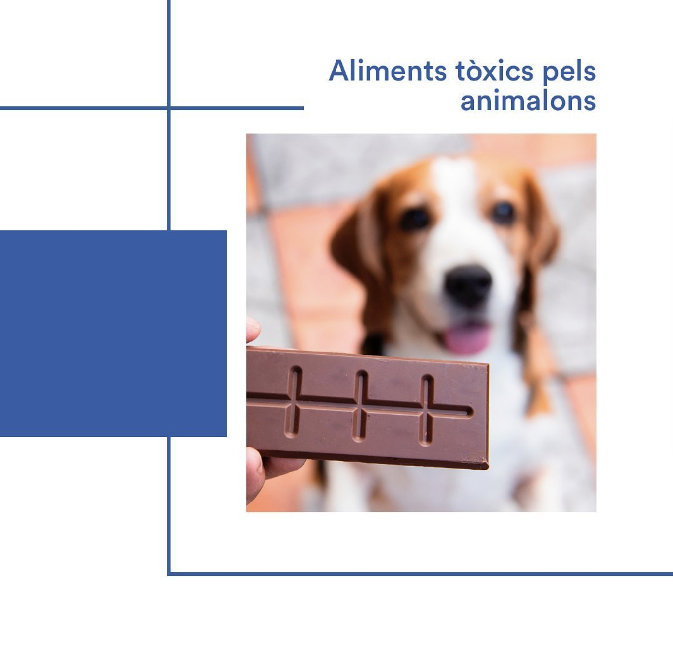 Animalons Hospital veterinari Andorra - Aliments tòxics pels animalons