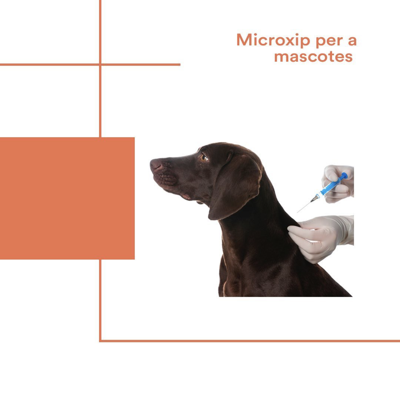 Animalons Hospital veterinari Andorra - Microxip per a mascotes