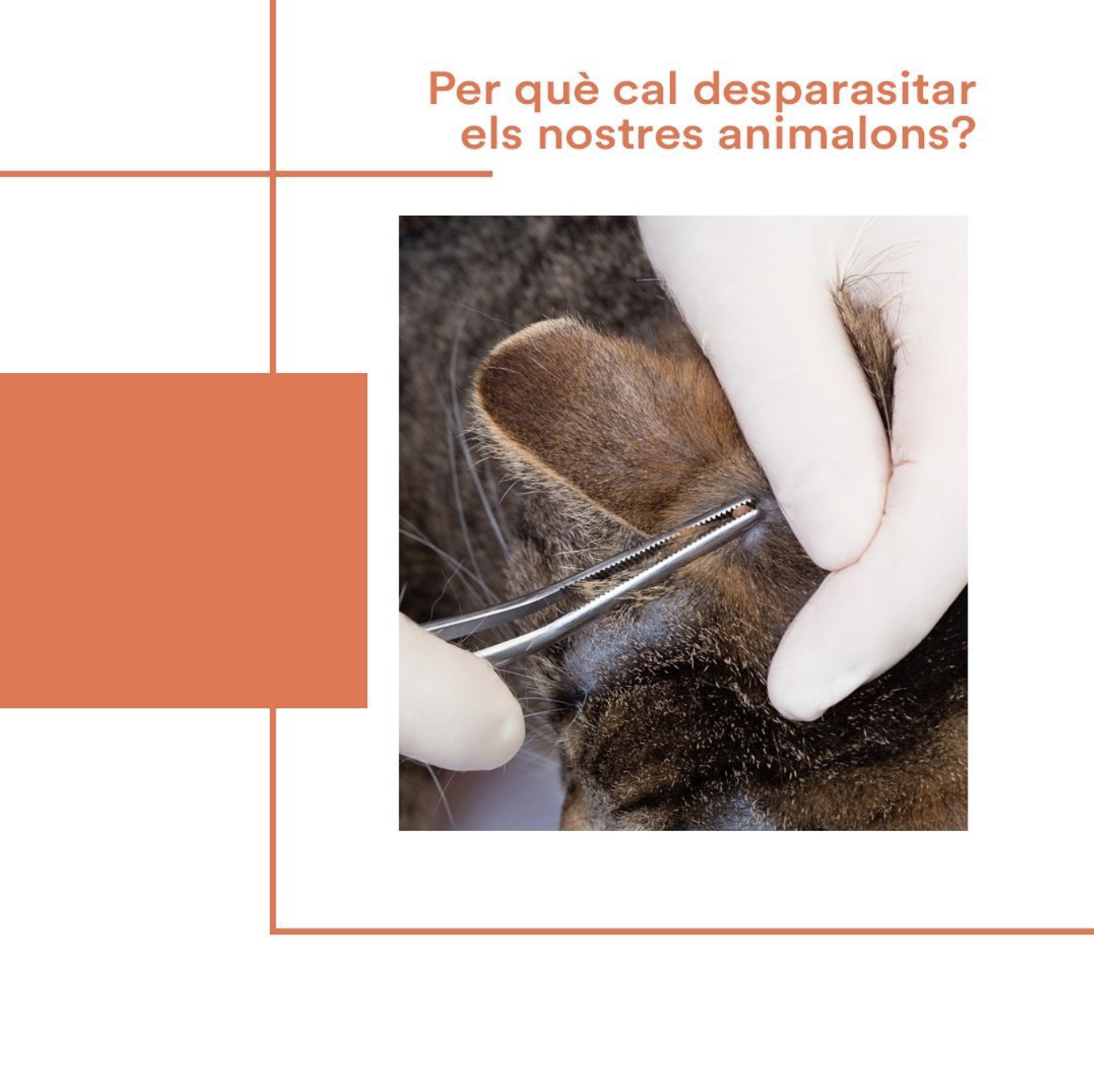 Animalons Hospital veterinari Andorra - Per què cal desparasitar els nostres animalons?