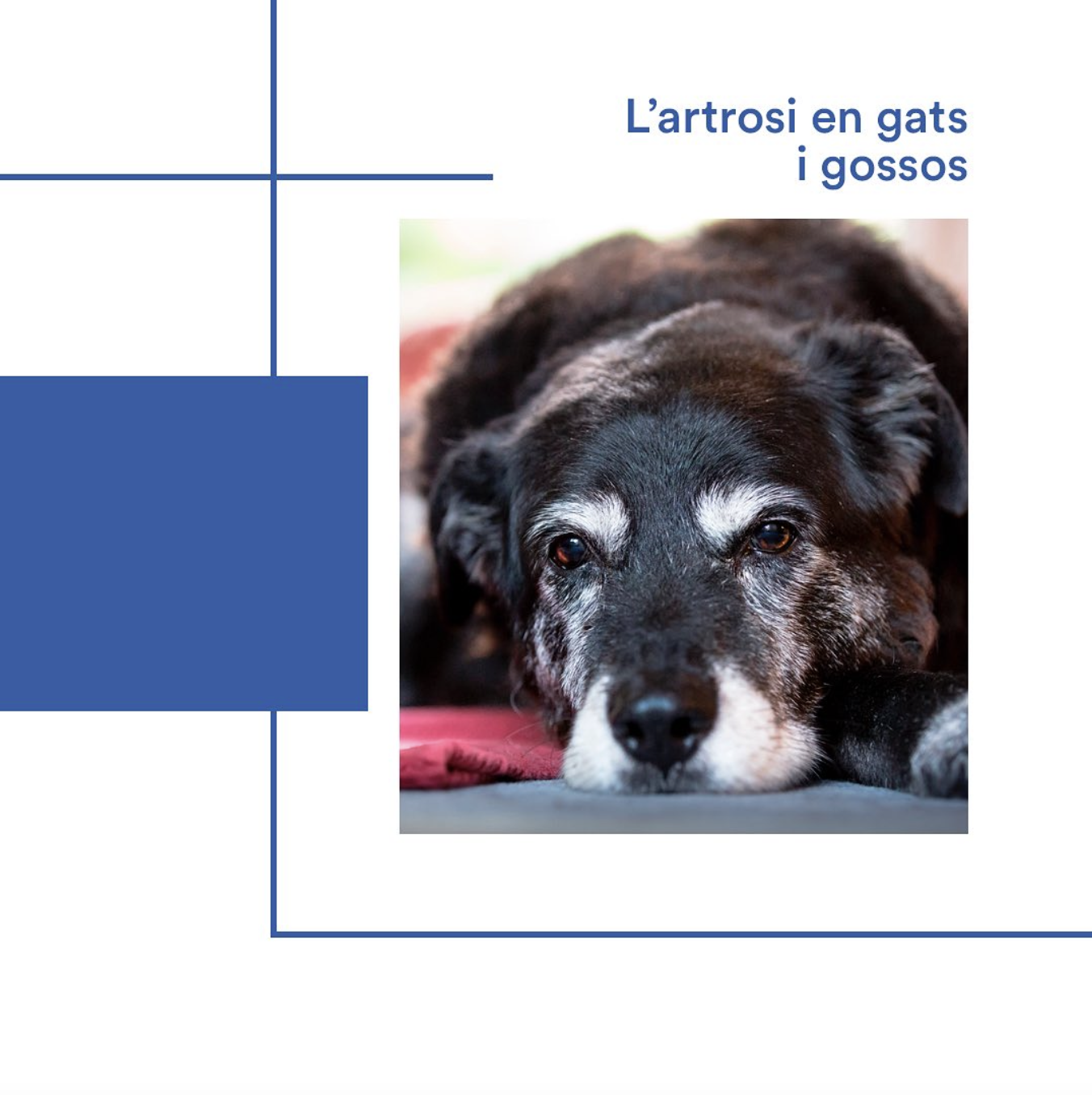 Equip Animalons Hospital veterinari Andorra - L'artrosi en gtas i gossos